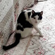 Saskin Bakisli Kedi Pati Miyav Sut Ask Cat Friend Animal Paw Female Seat Child Formula Tiny Baby Cute Milk Animall Saskin Bakisli K In 2020 Cats Animals