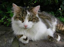 Die hauskatze (felis catus) ist die haustierform der falbkatze. Hauskatze Wikipedia