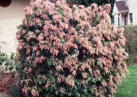Image result for Pieris