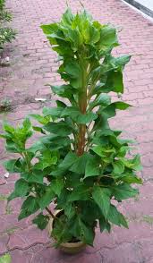 Maybe you would like to learn more about one of these? Warisan Petani Pokok Bunga Balung Ayam