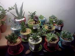 Inside, cacti can be happy with a full day of incandescent or fluorescent light, though they may be even happier near a window. Succulent Plants Under Artificial Light The Good The Bad And The Ugly Remedial Girl Lessons