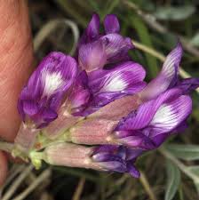 Image result for Astragalus