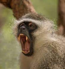 Vervet Monkey Teeth Vervet Monkey Monkey Species Monkey