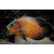 Ikan ini termasuk yang populer dikalangan para penggemar ikan hias oscar pemilihan ikan jenis ini juga harus diperhatikan warnanya kamu harus memilih yang mempunyai warna cerah dan jelas. Oscar Paris Tembaga Baby Shopee Indonesia