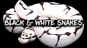 If you're looking to purchase a axanthic ball python, expect to shell out around $200. 10 Ways To Make A Black And White Ball Python Youtube