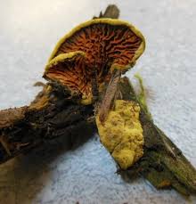 Image result for Pseudopod Ospermum