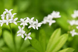 Waldmeister ist in wäldern zu haus. Waldmeister Kostbare Natur