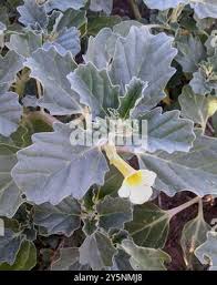 Image result for Pedalium murex