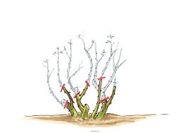 Wann sollte man rosen schneiden? Rosen Schneiden Tutorial Mit Illustrierten Anleitungen Und Video