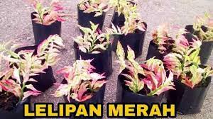 Mengenal pasti permintaan dan penawaran bahan mentah dan hasilan. Herbs In Malaysia Kenali Pokok Pokok Herba Di Malaysia Youtube