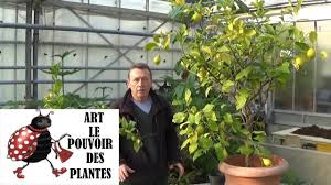 Chaine Tv De Jardinage Comment Traiter La Chlorose Du Citronnier Feuilles Jaunes Du Citronnier Youtube