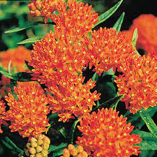 Popular with both spring and fall blooms, this color is sure to bring a smile to your face all year round. Orange Butterfly Plant Gurney S Seed Nursery Co