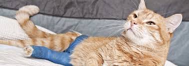 When it comes to cancer in cats—and especially cancer in older cats—there is a lot to understand. Does My Cat Have A Broken Leg Signs Treatment Hill S Pet
