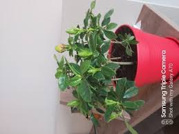 Image result for Gardenia subacaulis