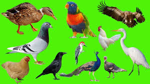 Lear Animals I Birds Names And Sounds In English For Kids Real And Cartoon Pet Birds Animals Animal Sounds