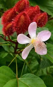 Image result for Bixaceae