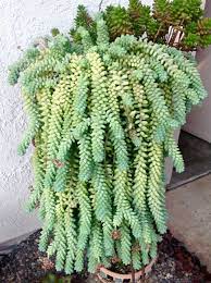 Donkey Tail