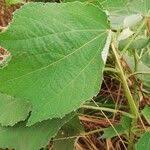 Image result for Triumfetta cordifolia