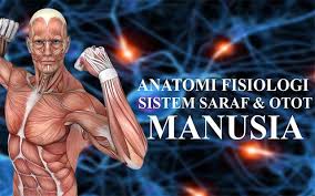 Jaringan otot dapat dibedakan menjadi 3 macam : 3 Macam Macam Otot Manusia Beserta Ciri Ciri Dan Fungsinya