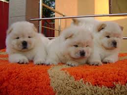 Chow Chow Yavrulari Chow Chow Yavrulari Kopek Kopekseverler Kopeksahiplendirme Kopekyavrusu Evcilhayvan Evcilhayvanurunleri S Chow Chow Dogs Animals