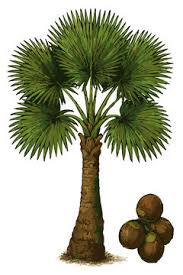 Image result for Borassus