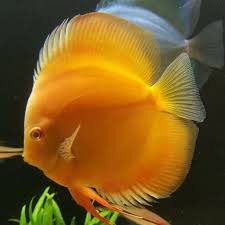 Seriously Anticipating Attempting All Of These Betta Fish Ideas Discus Fish Tropical Freshwater Fish Discus Aquarium