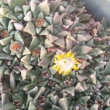 Image result for Nananthus