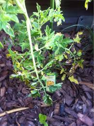Image result for tomato seedling botrytis