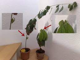 Trotzdem hat man bereits nach sehr kurzer zeit einen sehr. Avocado Persea Americana Anzucht Und Pflege Vegetation Daheim