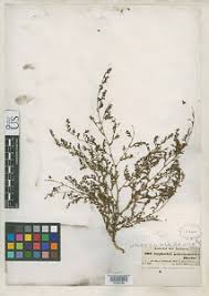 Image result for Euphorbia polycnemoides