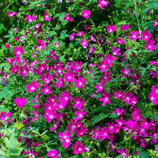 Check spelling or type a new query. Missouri Native Plants Sugar Creek Gardens