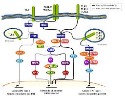 Las lectinas vegetales con dominio de leguminosa poseen rasgos estructurales caracterizados por un. Http Digital Csic Es Bitstream 10261 164039 1 Tesis 20 Angeles Dom C3 Adnguez Soto Ucm Pdf