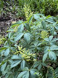 Image result for Senecio strictifolius