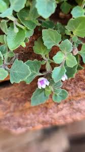 Image result for Stemodiopsis