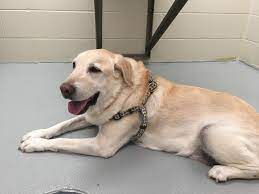 Our 10 Soon To Be 11 Year Old Yellow Lab Tequila At His Annual Checkup Clean Bill Of Health R Aww