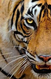 Tigers Of India Beauty Personified Craig Jones Wildlife Animalphotography Beauty Craig India Jon 2020 Vahsi Hayvanlar Hayvan Fotografciligi Buyuk Kediler