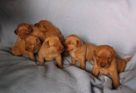 Just remember, since this is a rare version of the labrador, you will most likely pay more for a puppy. Akc Yellow Fox Red Labs For Sale In Sandy Creek New York Classified Americanlisted Com