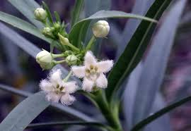 Image result for Kanahia laniflora