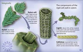 We did not find results for: Lignin Open Energy Information