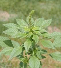 Image result for Amaranthus hybridus