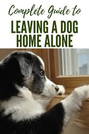 Leaving Dog Home Alone Dog Training Training Your Dog Puppy Training