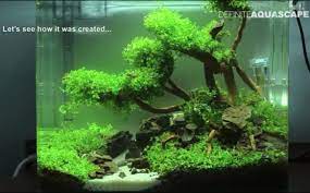 Ultra hd aquascape wallpaper hd. Aquascape Tank 50 Cm Aquascape Ideas
