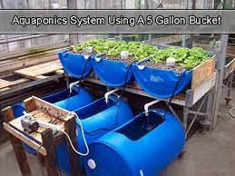 Aquaponics System Using A 5 Gallon Bucket Livinggreenandfrugally Com Aquaponics System Aquaponics Diy Backyard Aquaponics