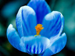 Flower Power Blue Flower Wallpaper Spring Flowers Wallpaper Crocus Flower