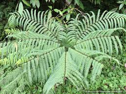 Image result for Pteris
