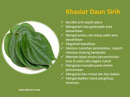 Khasiat manfaat daun serai untuk kesehatan tubuh. Resik V Godokan Sirih Antiseptik Alami Untuk Mencegah Dan Mengatasi Keputihan Elly Nurul