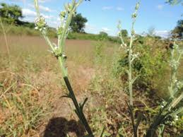 Image result for Neojeffreya