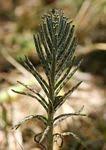 Image result for Bryophyllum tubiflorum