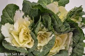 Kale Mini Cabbage Green White Cabbage Greens Kale