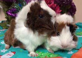 Guinea piglets are born far more advanced than other small mammal babies. Cherished Cavies Two Baby Peruvian Guinea Pigs Available These